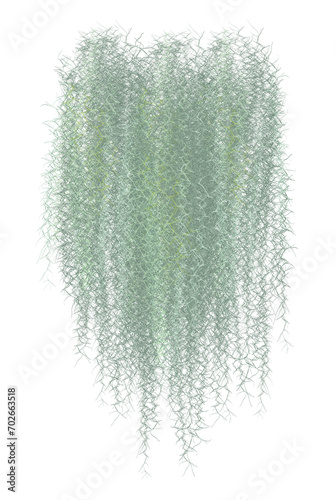 abstract background, Spanish moss separates from the white ground.