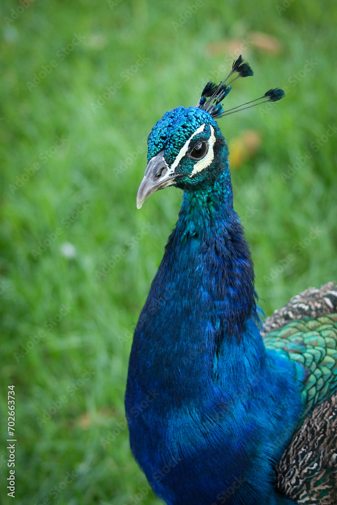 Close-up of peacock showing vibrant plumage Close-up of peacock showing vibrant plumage