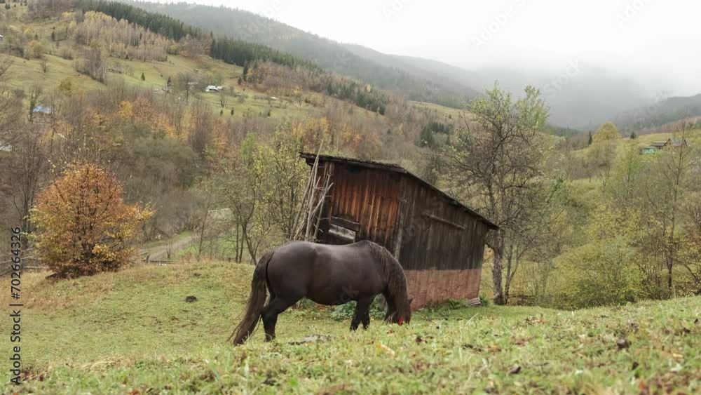 beautiful horses in the field.Brown with white spots horse eating green grass in pasture. beautiful horses in the field.Brown with white spots horse eating green grass in pasture.