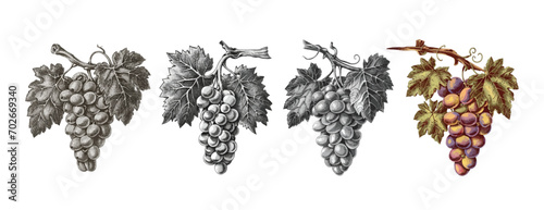 set of hand drawing grapes with leaves illustration, isolated background