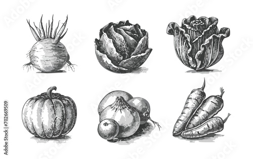 set of vegetables, hand-drawn vector illustration, engraved-style object, on white background