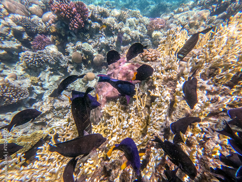 Shoal of differend kinds of the fish -  sailfin tang, Longnose Parrotfish, Picasso trigger, Birdmouth wrasse and other tropical fish swimming at the coral reef in the Red Sea, Egypt.. photo