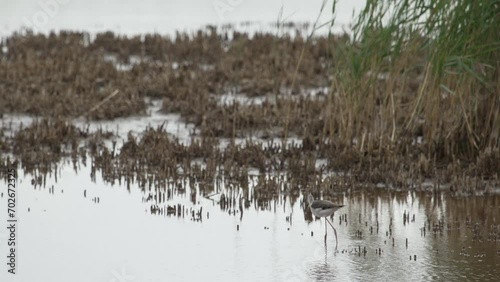 Close shot of a  Stilt Walker (Himantopus himantopus) looking for food in swamp - lots of reed in background (Slow Motion - 4K) photo