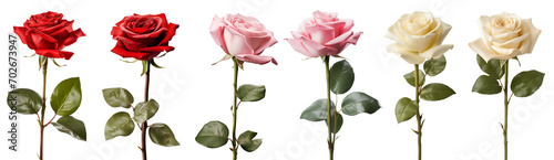 Collection set of pink red cream stalk of rose roses flower floral with leaves on transparent background cutout, PNG file. Mockup template artwork graphic design	
 photo