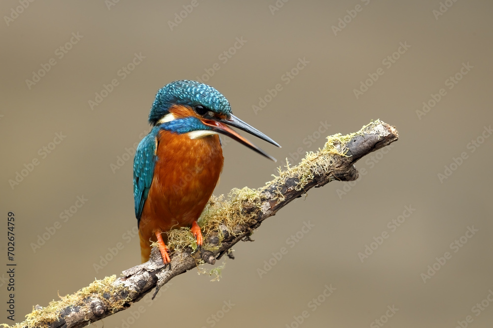 Obraz premium Common kingfisher perched on a tree branch in its natural habitat