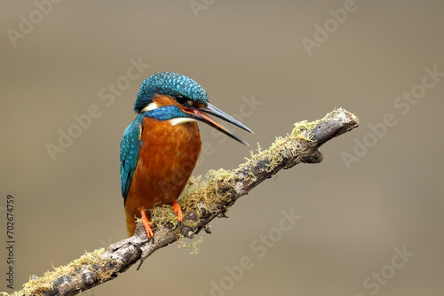 Common kingfisher perched on a tree branch in its natural habitat