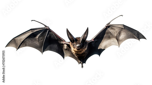 A black bat isolated on white background