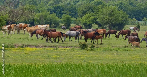 Beautiful nature footage of cows, horses nd donkeys together on pasture photo