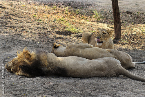 Three Asiatic lions resting on the forest floor at the Gir National Park in Gujarat. Asiatic Lion Walking freely in Gir Forest. Pair of adult Lions in gir forest with lioness, Panthera leo