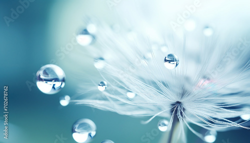 Closeup beautiful dew drops water on fluffy dandelion flower plant.clean and pure concepts.natural and environment.