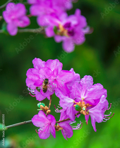 Corollas, petals and stamens of purple wild rosemary flowers with bee collecting nectar.