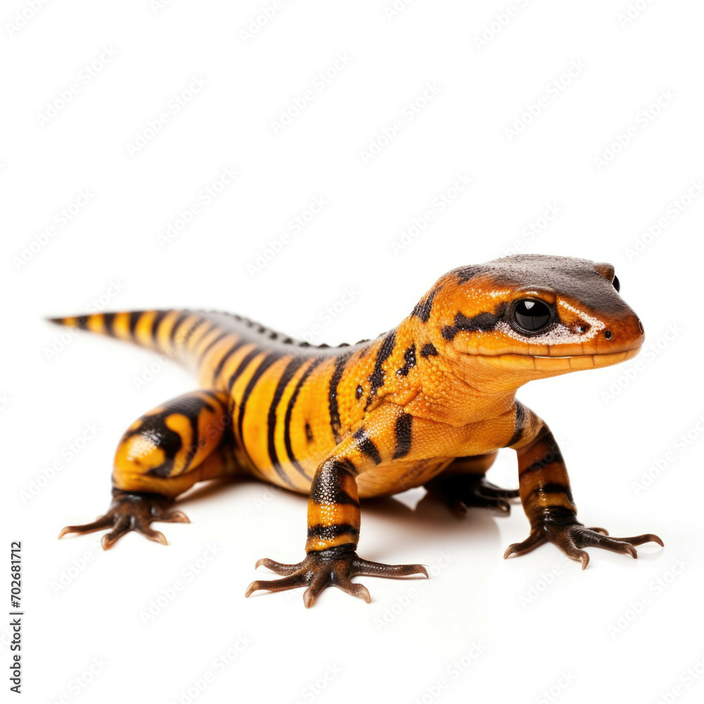 Obraz premium Salamander isolated on white background
