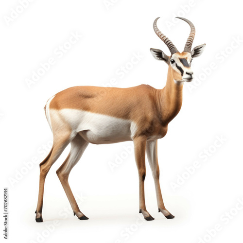 Antelope isolated on white background