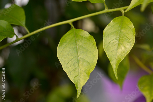 Wallpaper Mural Bougainvillea Alexandra leaves Torontodigital.ca