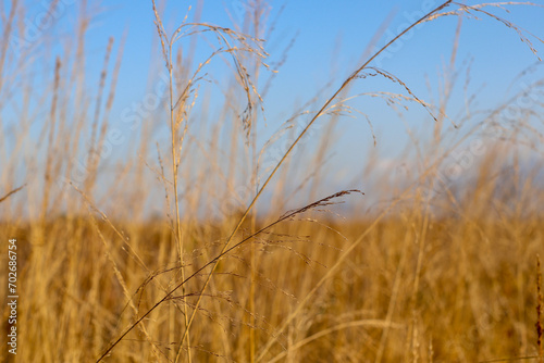 Field of wild dry grass