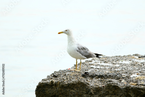 Cute seagull stands on rock, next to sea under cloudy day.