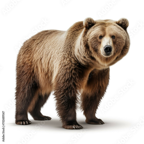 Bear isolated on white background © Michael Böhm