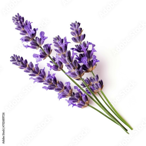 Lavender Flower  isolated on white background
