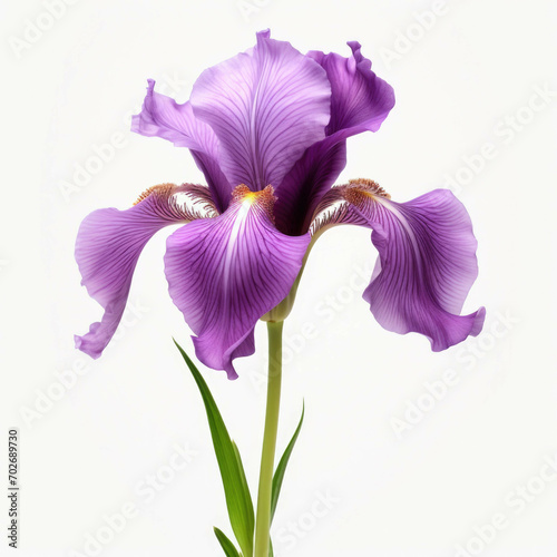 Iris Flower, isolated on white background