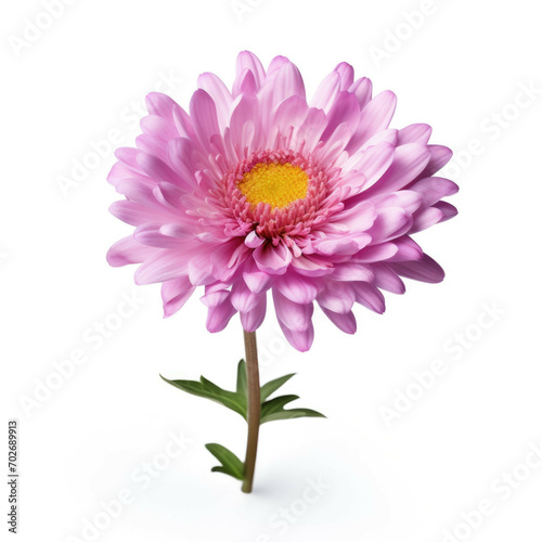 Aster Flower  isolated on white background