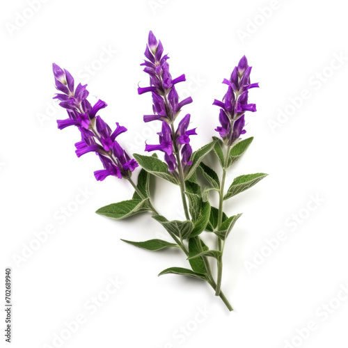 Salvia Flower, isolated on white background