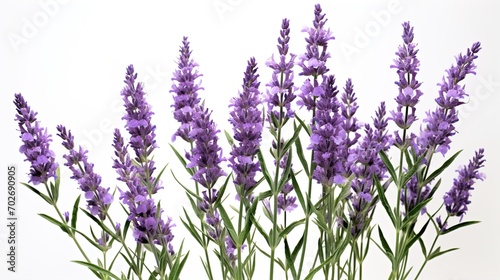 lavender flowers isolated