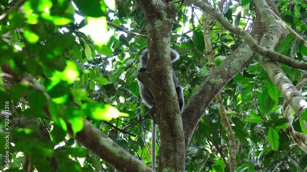 Seen behind the trunk of the tree looking up and around ready to move when frightened, Spectacled Leaf Monkey Trachypithecus obscurus, Thailand Seen behind the trunk of the tree looking up and around ready to move when frightened, Spectacled Leaf Monkey Trachypithecus obscurus, Thailand