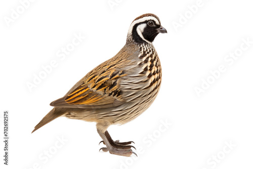Majestic Quail Isolated On Transparent Background © Cool Free Games