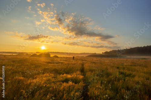 Sunrise in summer over a field with herbs on the background of a pine forest.