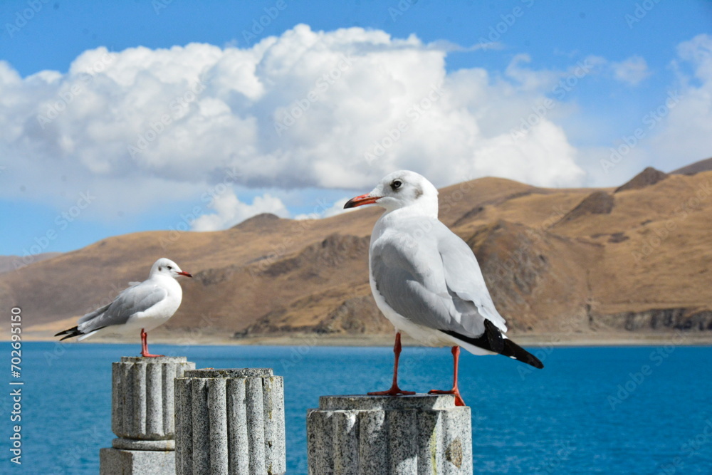 Two birds perched atop a sturdy wooden log, overlooking a tranquil body of water. Two birds perched atop a sturdy wooden log, overlooking a tranquil body of water.