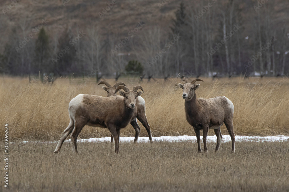Incredible scene of three bighorn sheep grazing in the stunning landscapes of Eureka, Montana Incredible scene of three bighorn sheep grazing in the stunning landscapes of Eureka, Montana