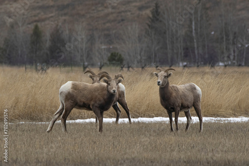 Incredible scene of three bighorn sheep grazing in the stunning landscapes of Eureka  Montana