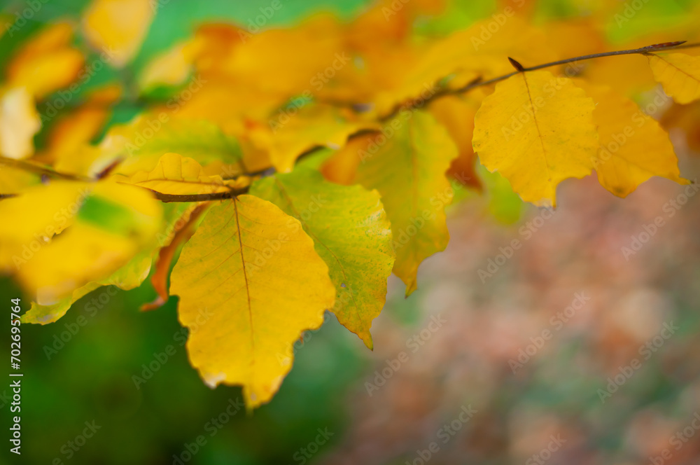 Yellow leaves close-up on a green blurred background Yellow leaves close-up on a green blurred background