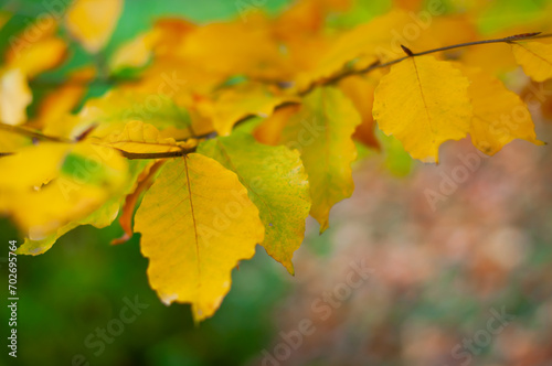 Yellow leaves close-up on a green blurred background