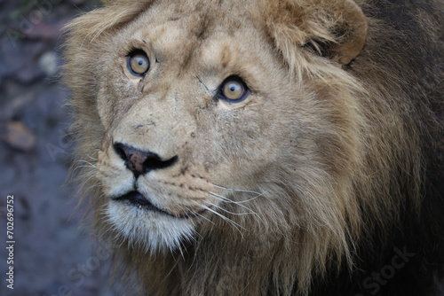 Obraz na plátne Close-up portrait of a powerful male African lion facing the camera
