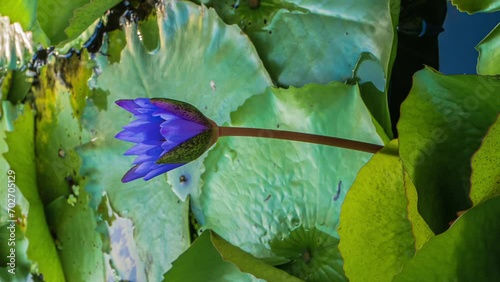 Nymphaea caerulea. Blue Lotus Flower in pond. Vertical video