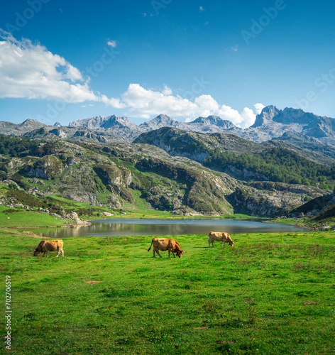 Picturesque landscape of Covadonga Lakes in Asturias, Spain with cows grazing in the foreground