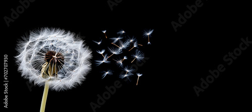 Seeds in flight on a dramatic black background with copy space