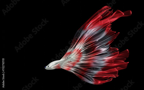 Siamese fighting fish, red and white with a long, beautiful tail. Black background. Betta splendens. 3D rendering
