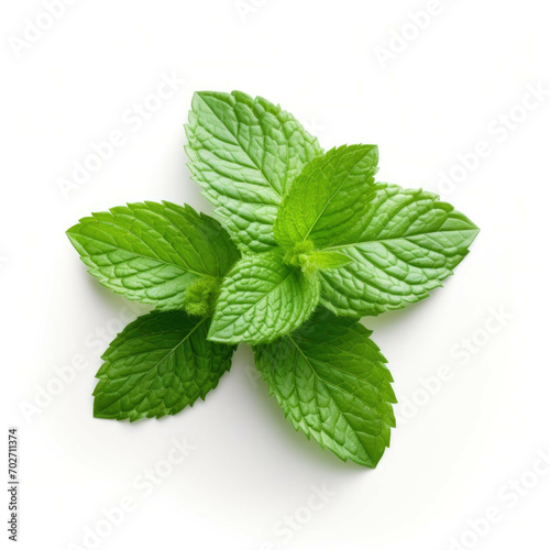 mint leaf bunch isolated on white background