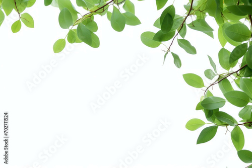 branches of green leaves on a white background