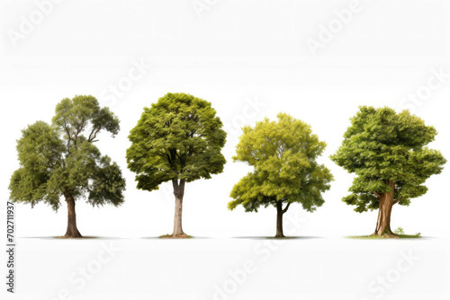 4 tree varieties of the same species on white background in a