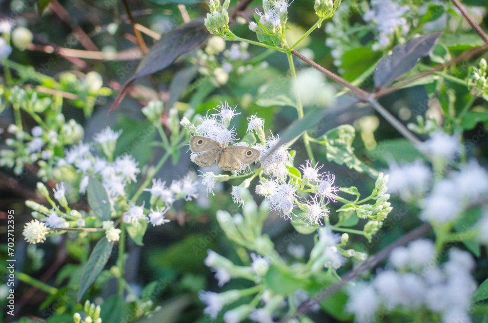 Butterfly on a white flower in the forest Butterfly on a white flower in the forest
