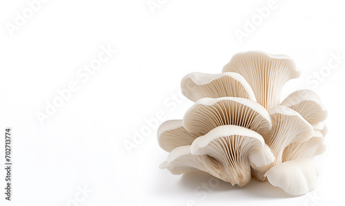 Oyster mushrooms isolated on white background
