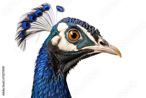 Peafowl Beauty Isolated On Transparent Background © Cool Free Games
