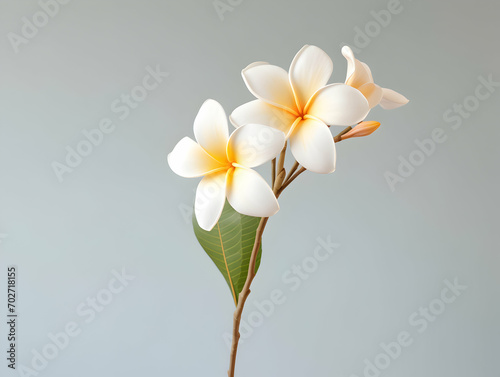 Frangipani flower in studio background, single Frangipani flower, Beautiful flower images