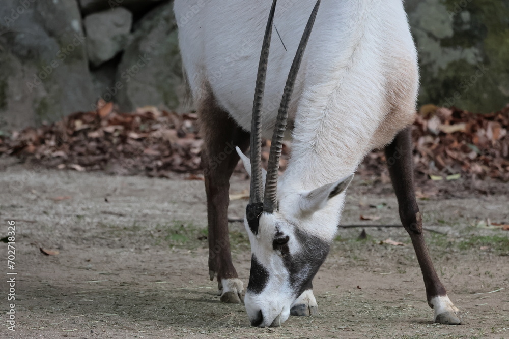 Obraz premium アラビアオリックス