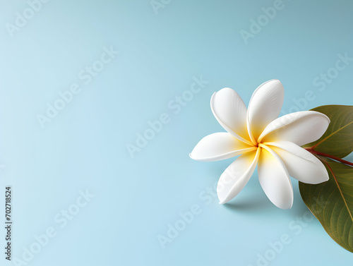 Frangipani flower in studio background, single Frangipani flower, Beautiful flower images © Akilmazumder