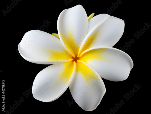 Frangipani flower in studio background, single Frangipani flower, Beautiful flower images