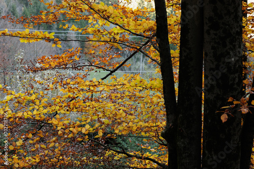 vista dettagliata di alcuni rami di un grande albero ricoperti da foglie color giallo e arancione, durante l'autunno photo